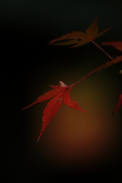 紅葉