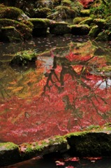 紅葉