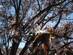 お花見