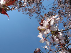 お花見