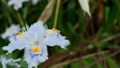 白い花