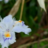 白い花