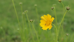 花＋虫