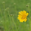 花＋虫