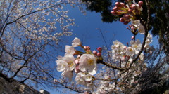 魚眼で桜