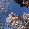 魚眼で桜