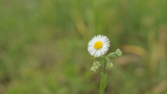 お花