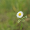 お花