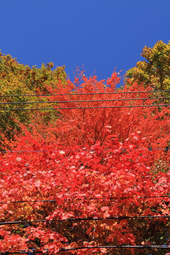 電線さえなければ・・