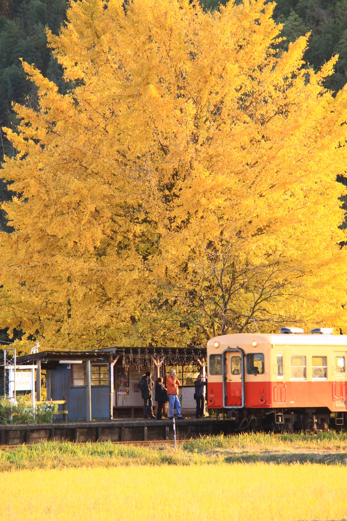 ヒカリ射す大銀杏と小湊鉄道