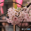 春の愉しみ