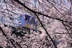 桜花の中から
