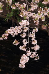 葉桜と散り行く桜葉