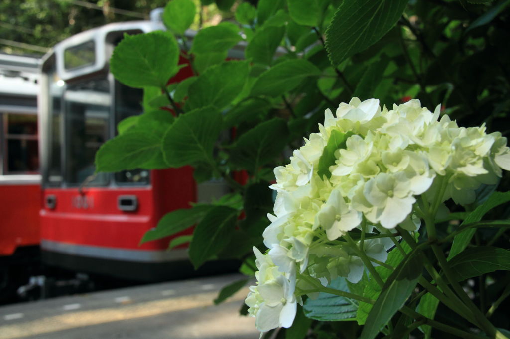 一輪の紫陽花とともに