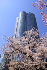 毛利庭園の桜と六本木ヒルズ