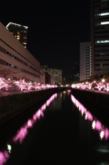 桜色の輝き