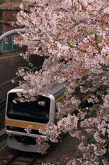 春満開の桜の下で