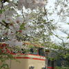 春　桜とともに