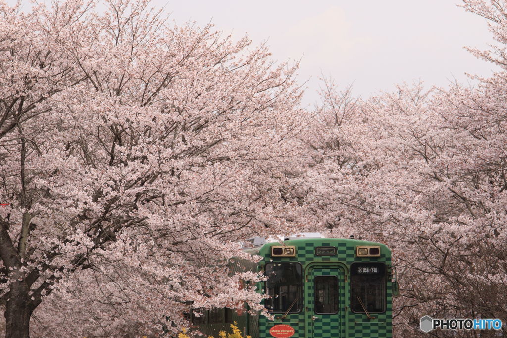 春風景2016 ⅴ