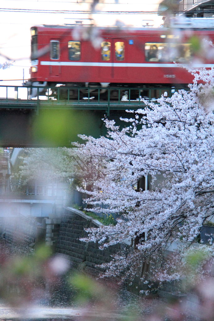 京浜急行と桜風景