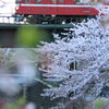 京浜急行と桜風景