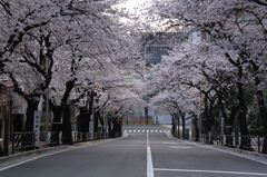 早朝の桜並木