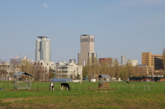 ビルと牛が共存する風景