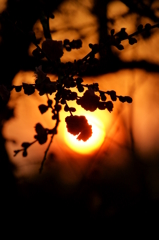 夕日に染まる梅