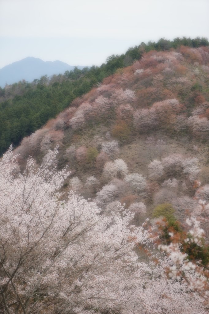 日本の春