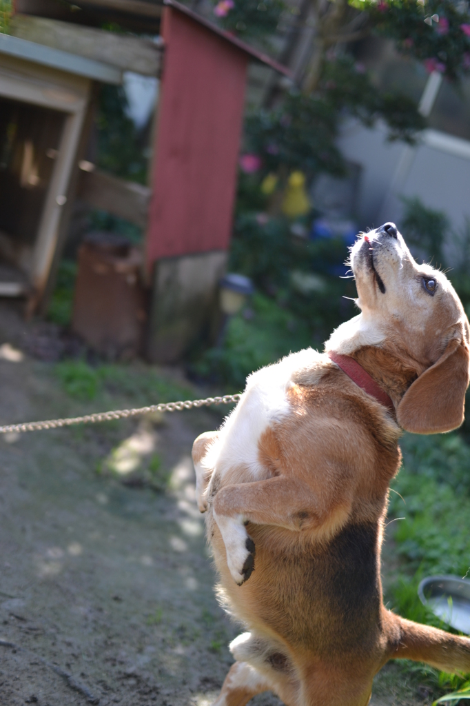 どやっ！！