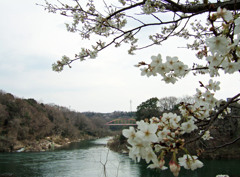 川辺の桜