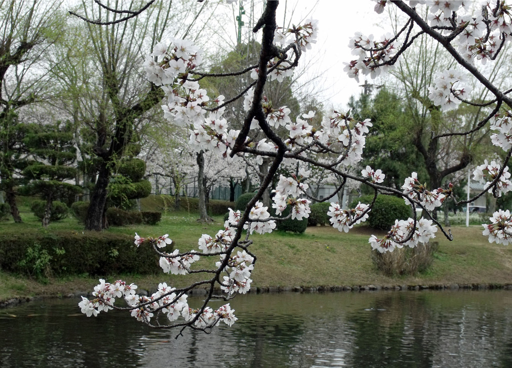 桜・思い出