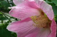 芙蓉　その２