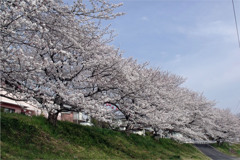 憩いの桜