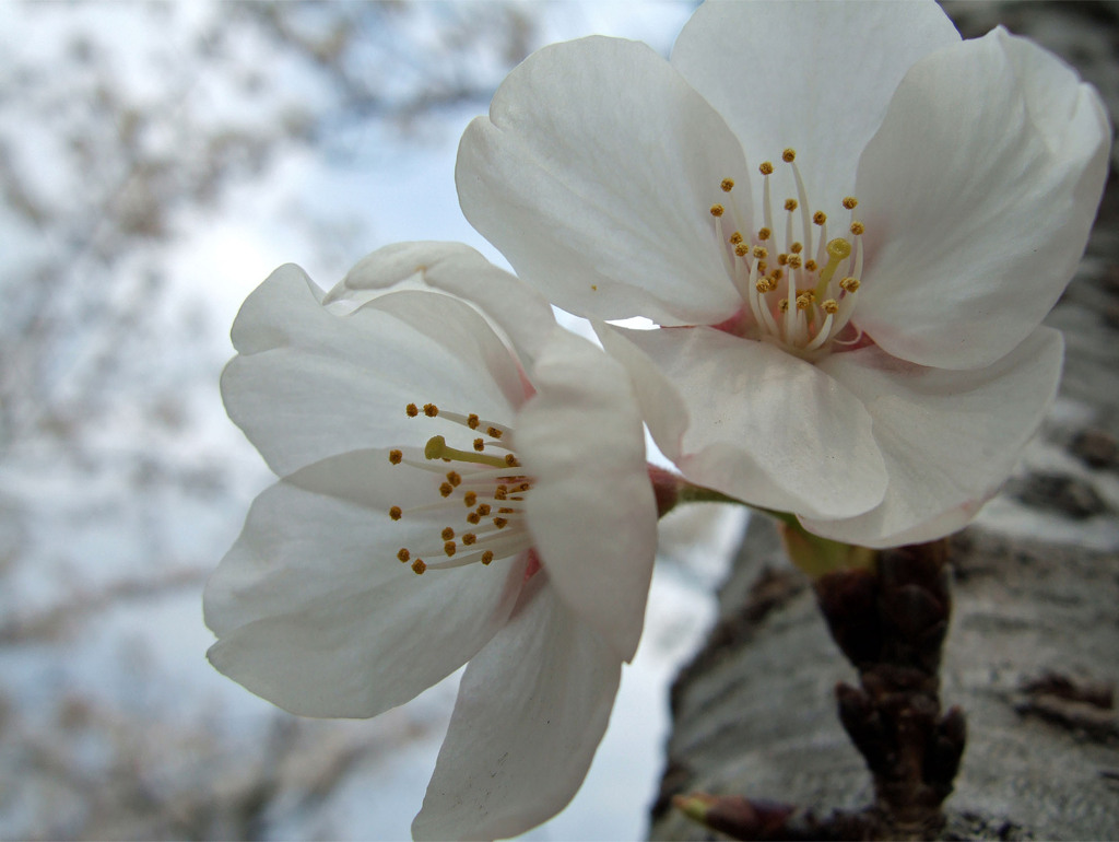 桜　・・・寄り添う