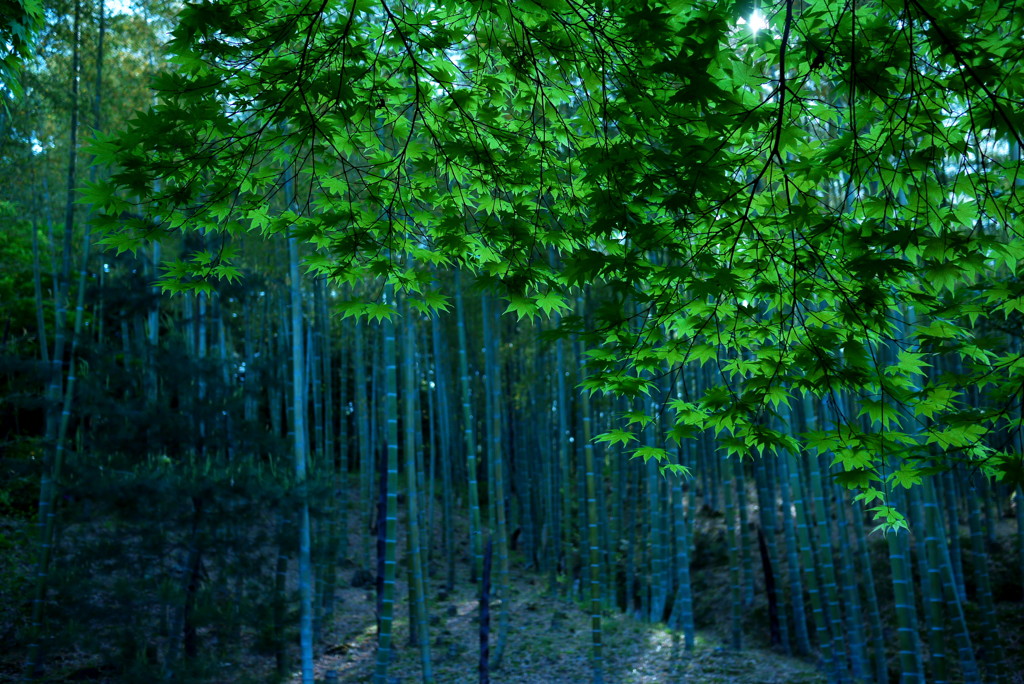 green is the colour　4
