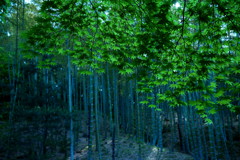 green is the colour　4