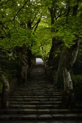 green is the colour　9