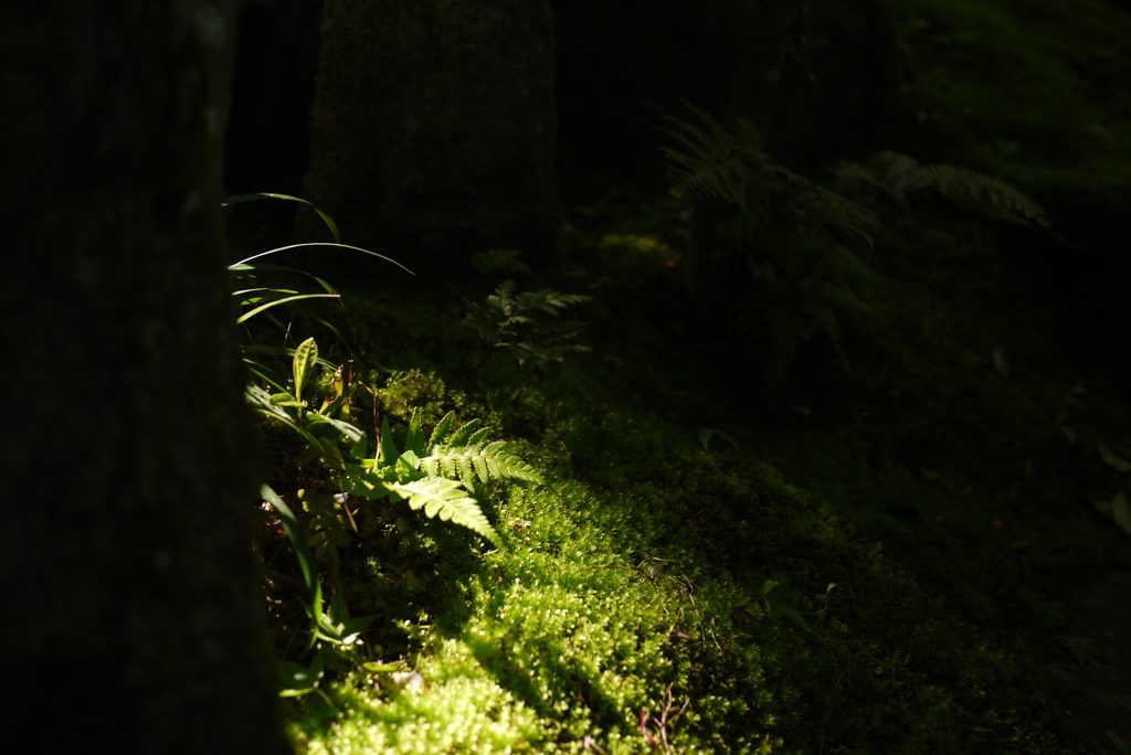 green is the colour　2
