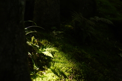 green is the colour　2