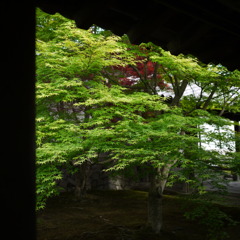 東福寺にて　1
