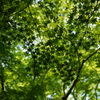 green is the colour　8