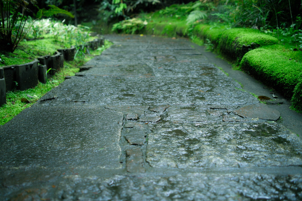 初夏　青山　散歩　2