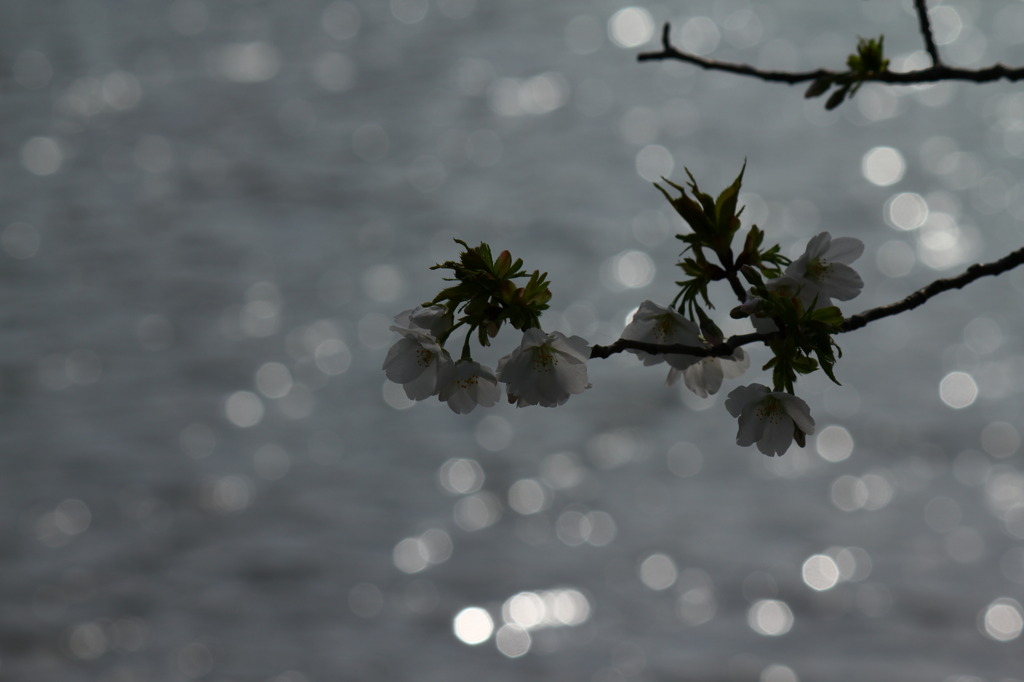 横浜　三ツ池公園　2011