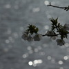 横浜　三ツ池公園　2011