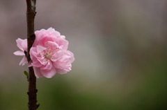 横浜　三ツ池公園　2011