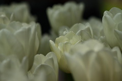 white in white