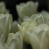 white in white