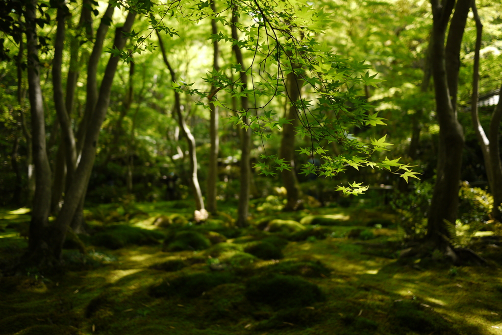 green is the colour　3