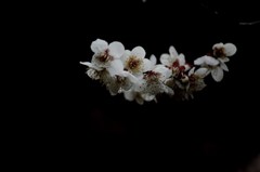 梅三態の三